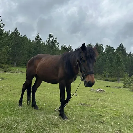 3 Vellezerit Doci * Fushe-Lure